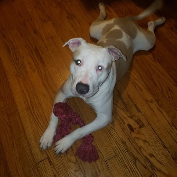 Meet your Posher, Laurien - Picture 1 of 1